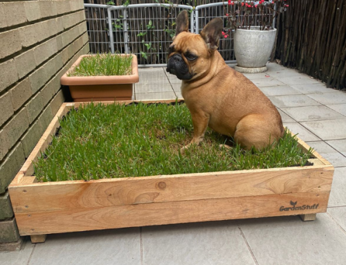 The Ultimate Buyer’s Guide to Dog Potties (indoor and outdoor)