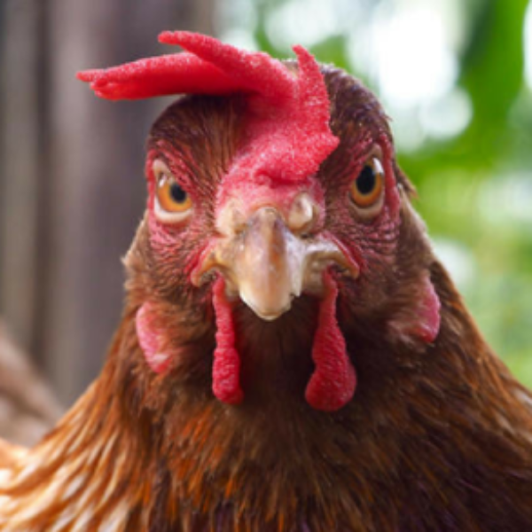 Keeping Chicken