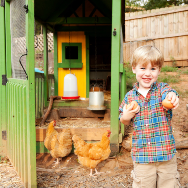Collecting Eggs